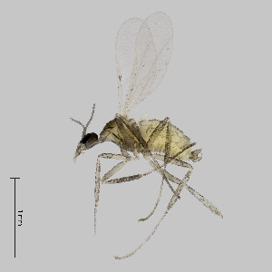  (Ozirhincus hungaricus - NHMO-ENT-548161)  @11 [ ] by-sa (2021) Hallvard Elven University of Oslo, Natural History Museum