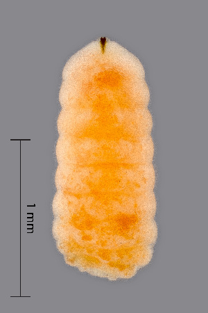  ( - NHMO-ENT-548147)  @11 [ ] by-sa (2021) Hallvard Elven University of Oslo, Natural History Museum