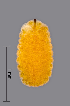  ( - NHMO-ENT-548148)  @11 [ ] by-sa (2021) Hallvard Elven University of Oslo, Natural History Museum