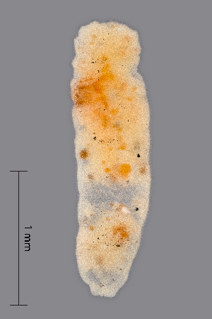  (Dasineura bistortae - NHMO-ENT-548153)  @11 [ ] by-sa (2021) Hallvard Elven University of Oslo, Natural History Museum