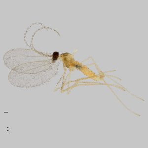  (Aphidoletes urticaria - NHMO-ENT-671654)  @11 [ ] by-sa (2024) Unspecified University of Oslo, Natural History Museum