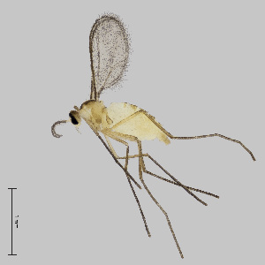  (Macrolabis sp - NHMO-ENT-671666)  @11 [ ] by-sa (2024) Unspecified University of Oslo, Natural History Museum
