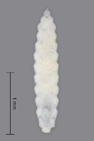  (Contarinia fagi - NHMO-ENT-548113)  @11 [ ] by-sa (2021) Hallvard Elven University of Oslo, Natural History Museum