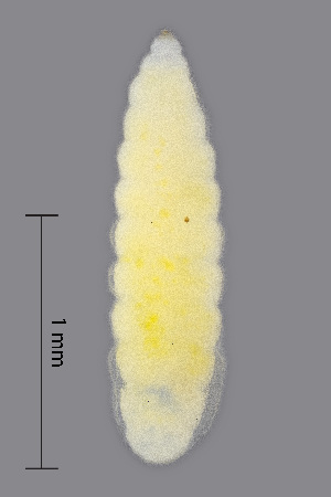  ( - NHMO-ENT-548115)  @11 [ ] by-sa (2021) Hallvard Elven University of Oslo, Natural History Museum