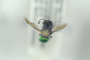  ( - HYMNI2314)  @12 [ ] CreativeCommons - Attribution Non-Commercial Share-Alike (2017) Arnstein Staverlokk Norwegian Institute of Nature Research