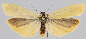  (Eilema lutarella lutarella - BC-JB0076)  @12 [ ] Copyright (2010) Jerome Barbut Research Collection of Jerome Barbut