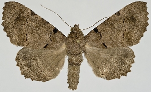  (Pseudbarydia bicristata - BC-JB0476)  @11 [ ] Copyright (2023) Jérôme Barbut Museum national d'Histoire naturelle