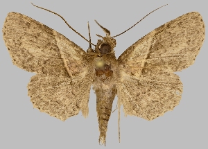  (Dolichosomastis transversata - BC-JB0545)  @11 [ ] Copyright (2023) Jérôme Barbut Museum national d'Histoire naturelle