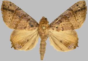 (Eulepidotis mustela - BC-JB0551)  @11 [ ] Copyright (2023) Jérôme Barbut Museum national d'Histoire naturelle