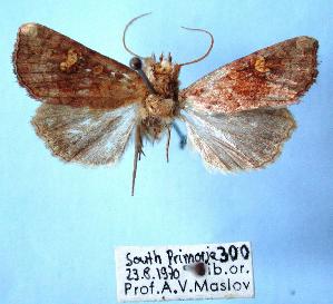  (Amphipoea ussuriensis - BC-HAXNoctu0045)  @11 [ ] Copyright (2010) Jean Haxaire Research Collection of Jean Haxaire