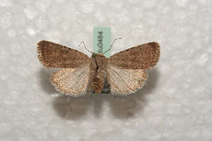  ( - BC-HAXNoctu0484)  @12 [ ] Copyright (2010) Jean Haxaire Research Collection of Jean Haxaire