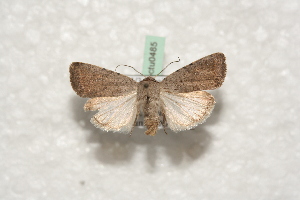  ( - BC-HAXNoctu0485)  @12 [ ] Copyright (2010) Jean Haxaire Research Collection of Jean Haxaire
