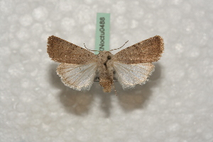  ( - BC-HAXNoctu0488)  @12 [ ] Copyright (2010) Jean Haxaire Research Collection of Jean Haxaire