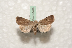  ( - BC-HAXNoctu0496)  @12 [ ] Copyright (2010) Jean Haxaire Research Collection of Jean Haxaire