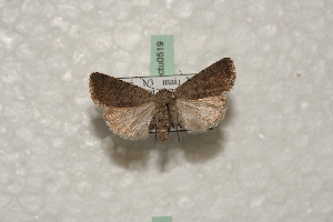  ( - BC-HAXNoctu0519)  @12 [ ] Copyright (2010) Jean Haxaire Research Collection of Jean Haxaire