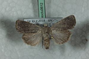 ( - BC-HAXNoctu0612)  @13 [ ] Copyright (2019) Jean Haxaire Research Collection of Jean Haxaire