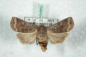  ( - BC-HAXNoctu0652)  @11 [ ] Copyright (2019) Jean Haxaire Research Collection of Jean Haxaire