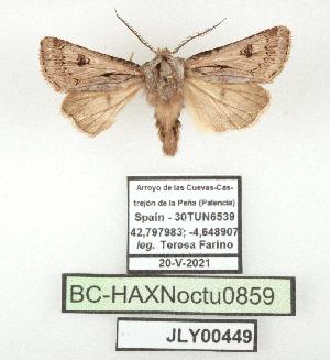  ( - BC-HAXNoctu0859)  @11 [ ] CC0 (2025) Jean Haxaire Research collection of Jean Haxaire