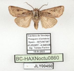  ( - BC-HAXNoctu0860)  @11 [ ] CC0 (2025) Jean Haxaire Research collection of Jean Haxaire
