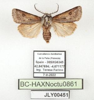  ( - BC-HAXNoctu0861)  @11 [ ] CC0 (2025) Jean Haxaire Research collection of Jean Haxaire