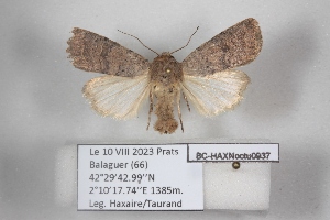  ( - BC-HAXNoctu0937)  @11 [ ] CC0 (2025) Jean Haxaire Research collection of Jean Haxaire