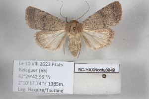  ( - BC-HAXNoctu0949)  @11 [ ] CC0 (2025) Jean Haxaire Research collection of Jean Haxaire