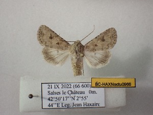  ( - BC-HAXNoctu0966)  @11 [ ] CCby (2025) Jean Haxaire Museum national d'Histoire naturelle, Paris