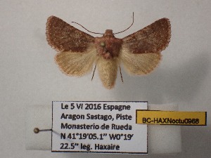  ( - BC-HAXNoctu0968)  @11 [ ] CCby (2025) Jean Haxaire Museum national d'Histoire naturelle, Paris