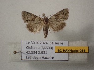  ( - BC-HAXNoctu1014)  @11 [ ] CCby (2025) Jean Haxaire Museum national d'Histoire naturelle, Paris