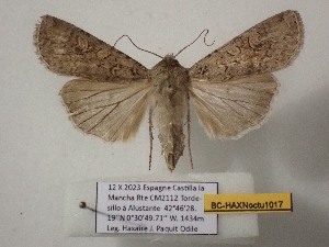  ( - BC-HAXNoctu1017)  @11 [ ] CCby (2025) Jean Haxaire Museum national d'Histoire naturelle, Paris