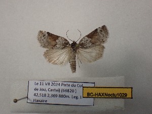  ( - BC-HAXNoctu1029)  @11 [ ] CCby (2025) Jean Haxaire Museum national d'Histoire naturelle, Paris