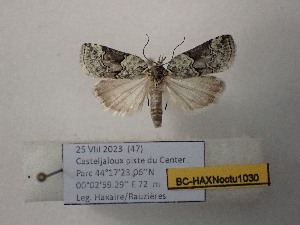  ( - BC-HAXNoctu1030)  @11 [ ] CCby (2025) Jean Haxaire Museum national d'Histoire naturelle, Paris