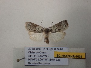  ( - BC-HAXNoctu1031)  @11 [ ] CCby (2025) Jean Haxaire Museum national d'Histoire naturelle, Paris