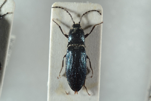  ( - NOCOL1248)  @13 [ ] CreativeCommons - Attribution Non-Commercial Share-Alike (2018) Arnstein Staverlokk Norwegian Institute of Nature Research