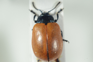  ( - NOCOL1083)  @12 [ ] CreativeCommons - Attribution Non-Commercial Share-Alike (2017) Arnstein Staverlokk Norwegian Institute of Nature Research