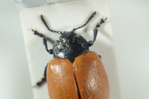  ( - NOCOL1084)  @12 [ ] CreativeCommons - Attribution Non-Commercial Share-Alike (2017) Arnstein Staverlokk Norwegian Institute of Nature Research