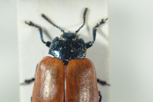  ( - NOCOL1085)  @12 [ ] CreativeCommons - Attribution Non-Commercial Share-Alike (2017) Arnstein Staverlokk Norwegian Institute of Nature Research