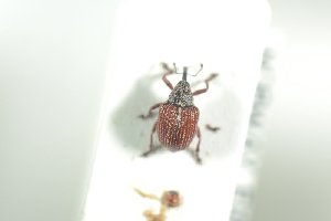  (Coeliodinus rubicundus - NOCOL720)  @13 [ ] CreativeCommons - Attribution Non-Commercial Share-Alike (2016) Arnstein Staverlokk Norwegian Institute of Nature Research
