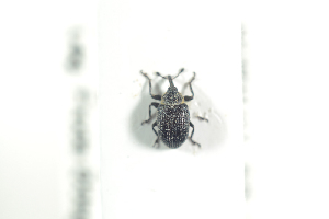  (Gymnetron veronicae - NOCOL725)  @13 [ ] CreativeCommons - Attribution Non-Commercial Share-Alike (2016) Arnstein Staverlokk Norwegian Institute of Nature Research