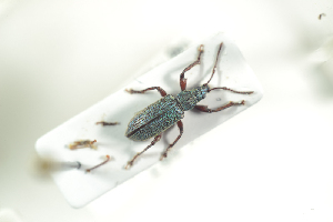  (Phyllobius intrusus - NOCOL764)  @13 [ ] CreativeCommons - Attribution Non-Commercial Share-Alike (2016) Arnstein Staverlokk Norwegian Institute of Nature Research