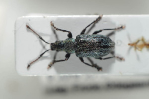  (Phyllobius vespertinus - NOCOL422)  @13 [ ] CreativeCommons - Attribution Non-Commercial Share-Alike (2016) Arnstein Staverlokk Norwegian Institute of Nature Research