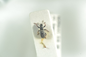  (Sitona ambiguus - NOCOL860)  @12 [ ] CreativeCommons - Attribution Non-Commercial Share-Alike (2016) Arnstein Staverlokk Norwegian Institute of Nature Research