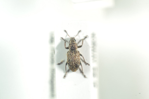  (Sitona ononidis - NOCOL868)  @12 [ ] CreativeCommons - Attribution Non-Commercial Share-Alike (2016) Arnstein Staverlokk Norwegian Institute of Nature Research