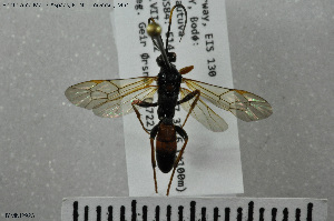  (Patrocloides lapponicus - HYMNI2923)  @11 [ ] Creative Commons  Attribution Non-Commercial Share-Alike (2022) NTNU University Museum, Department of Natural History NTNU University Museum, Department of Natural History