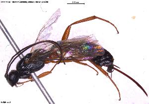  ( - HYMNI3761)  @11 [ ] Creative Commons  Attribution Non-Commercial Share-Alike (2025) NTNU University Museum, Department of Natural History NTNU University Museum, Department of Natural History