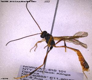  ( - HYMNI3763)  @11 [ ] Creative Commons  Attribution Non-Commercial Share-Alike (2025) NTNU University Museum, Department of Natural History NTNU University Museum, Department of Natural History