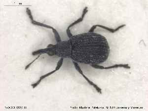  (Eutrichapion melancholicum - NOCOL1327)  @11 [ ] Creative Commons  Attribution Non-Commercial Share-Alike (2019) NTNU University Museum, Department of Natural History NTNU University Museum, Department of Natural History