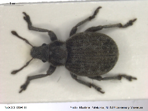  ( - NOCOL1396)  @11 [ ] CreativeCommons - Attribution Share-Alike (2019) NTNU University Museum, Department of Natural History NTNU University Museum, Department of Natural History