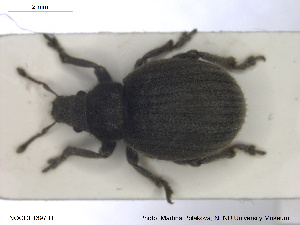  ( - NOCOL1397)  @11 [ ] CreativeCommons - Attribution Share-Alike (2019) NTNU University Museum, Department of Natural History NTNU University Museum, Department of Natural History