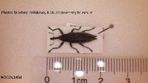  ( - NOCOL1408)  @11 [ ] CreativeCommons - Attribution Share-Alike (2019) NTNU University Museum, Department of Natural History NTNU University Museum, Department of Natural History